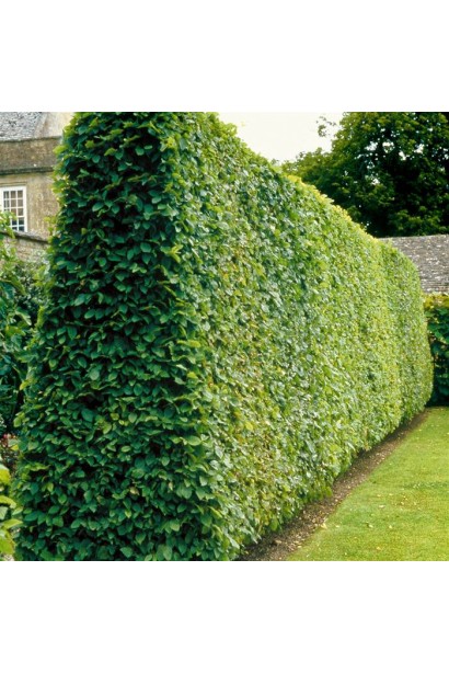 Граб звичайний залистяний до низу живопліт